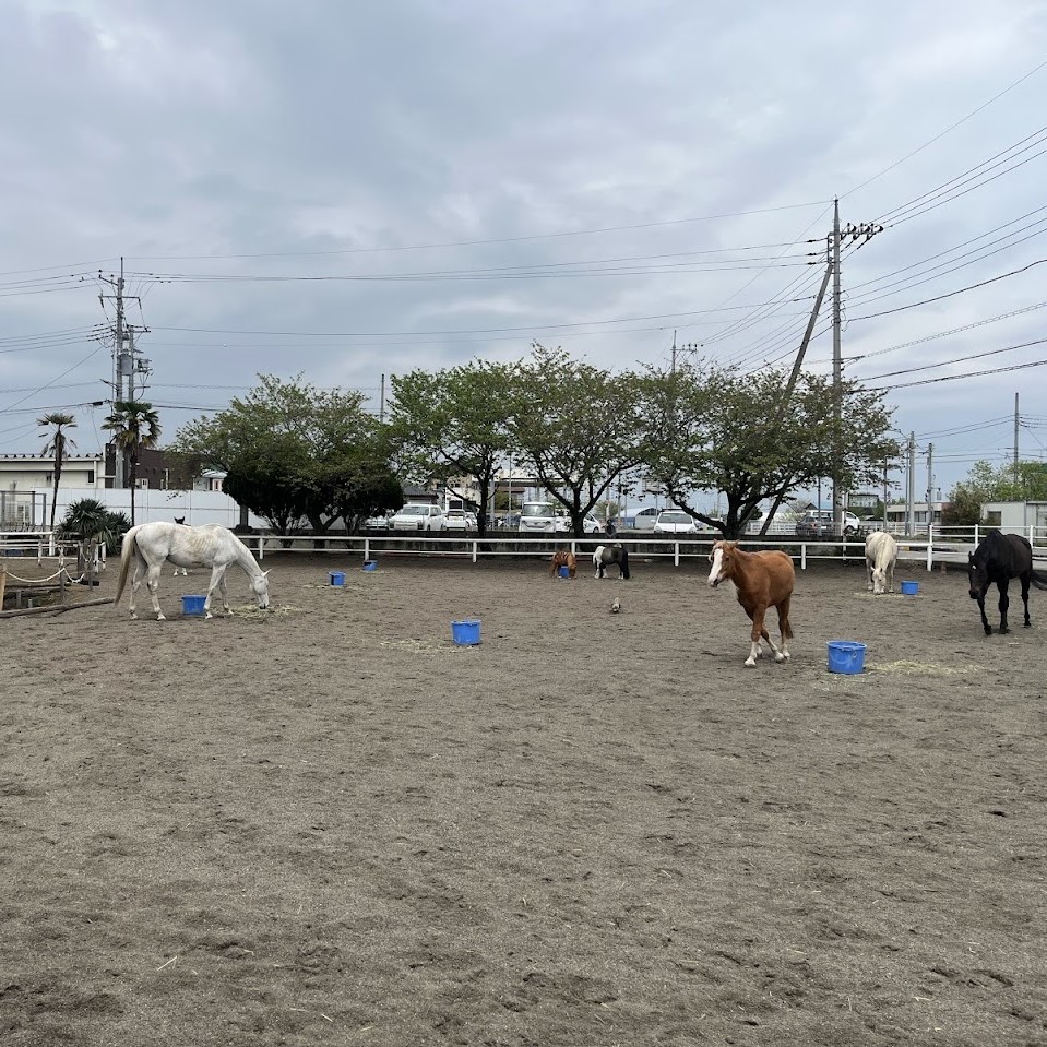 乗馬クラブにて